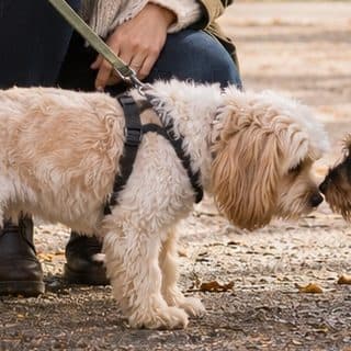Sam's profile picture, a cockapoo