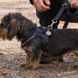 Jo's profile picture, a dachshund