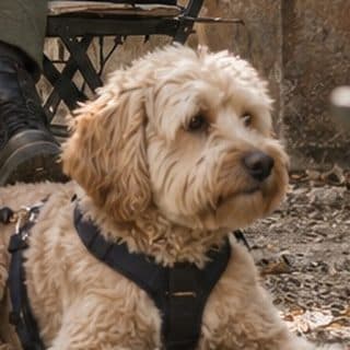 Tom's profile picture, a labradoodle
