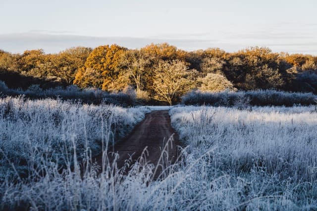 Frost on the meadows, a track running into the woods at sunrise